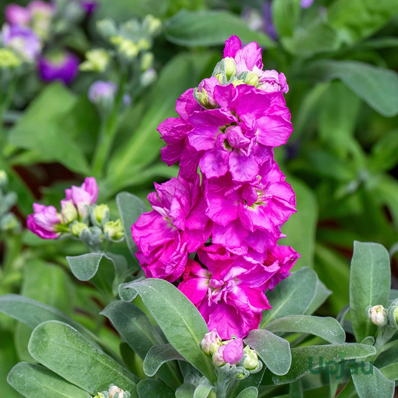 Blue Gilly flower seeds