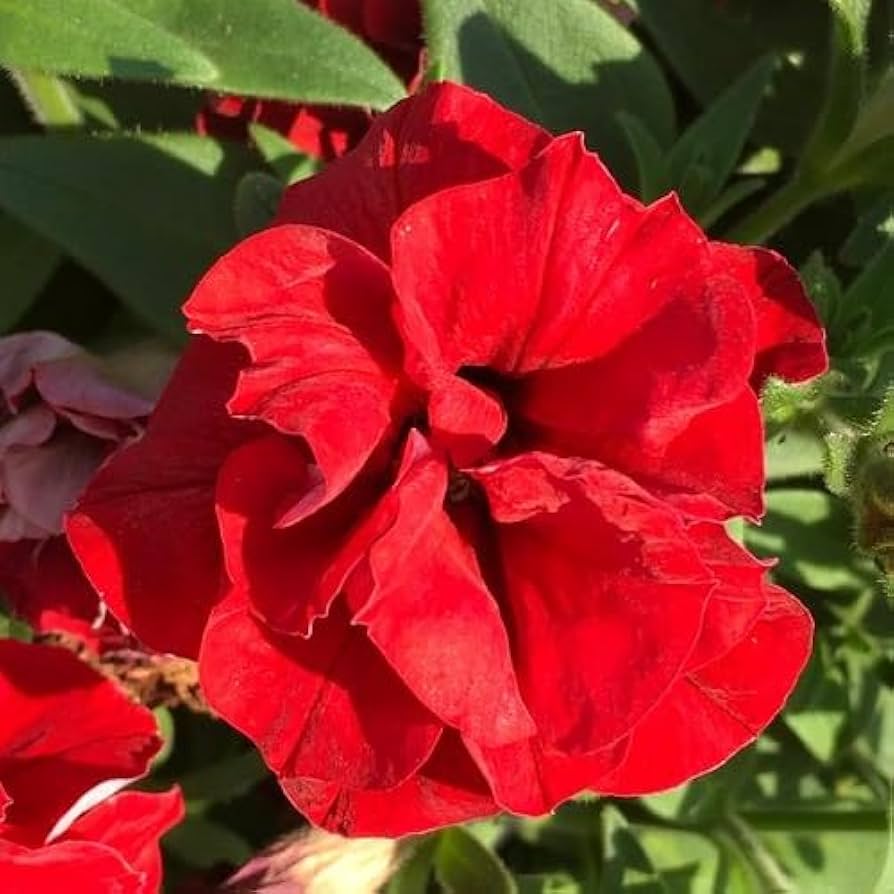 Red Double flower seeds
