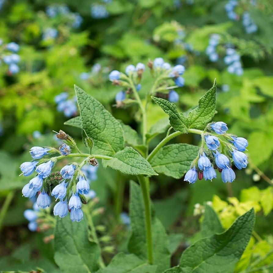 Violet Symphytum flower seeds