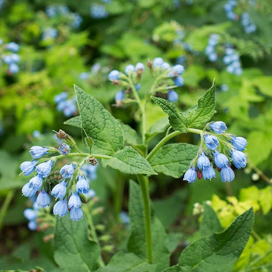 Violet Symphytum flower seeds