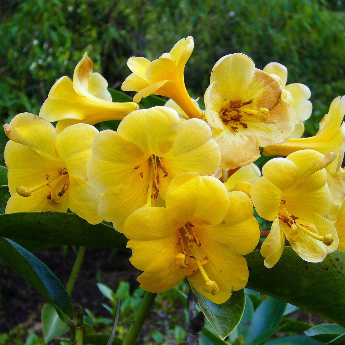 Yellow Rhododendron flower seeds