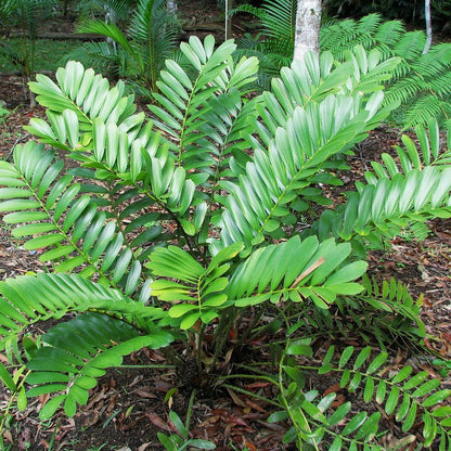 Green Zamia flower seeds