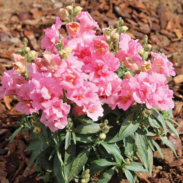 Pink Antirrhinum flower seeds