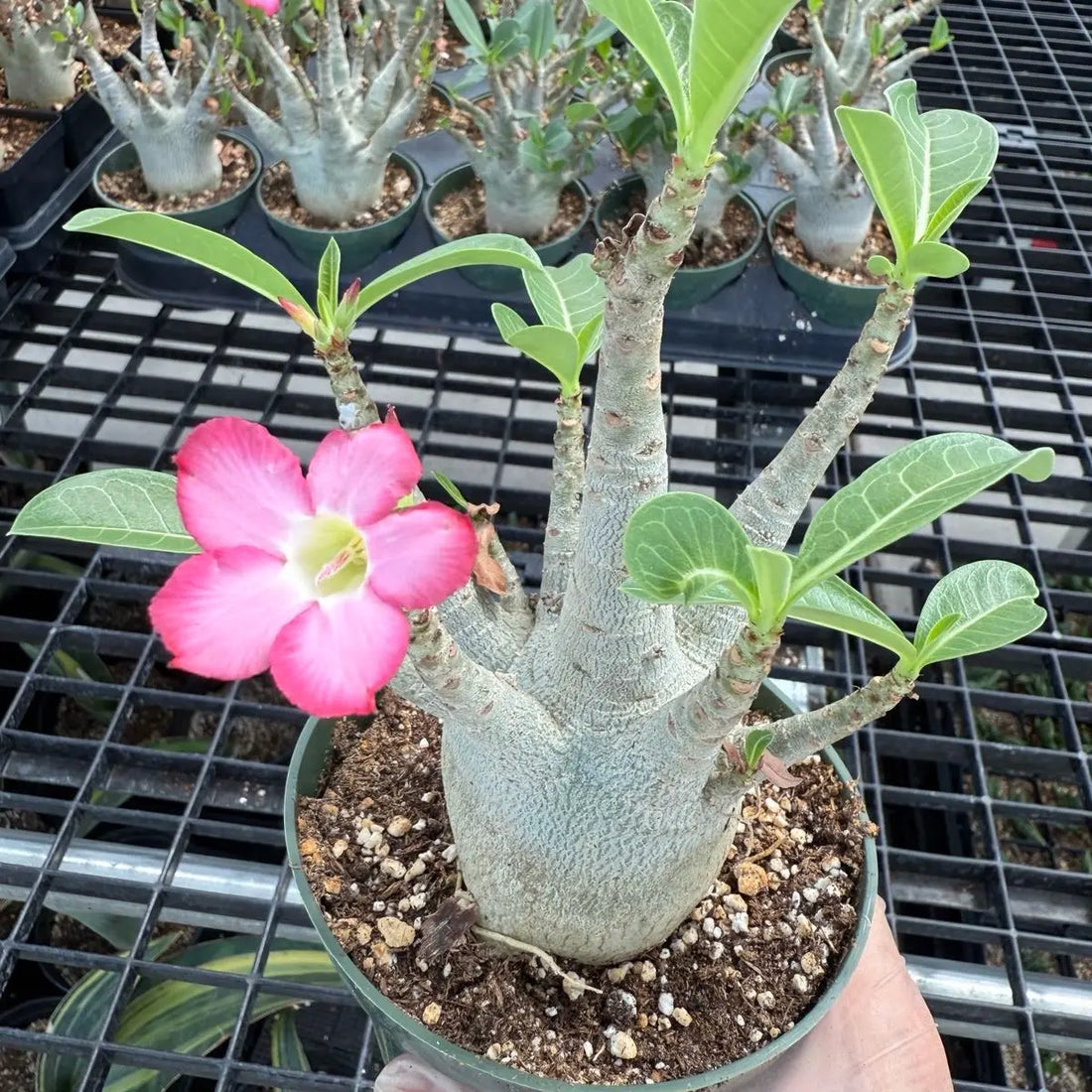 Caudex flower seeds