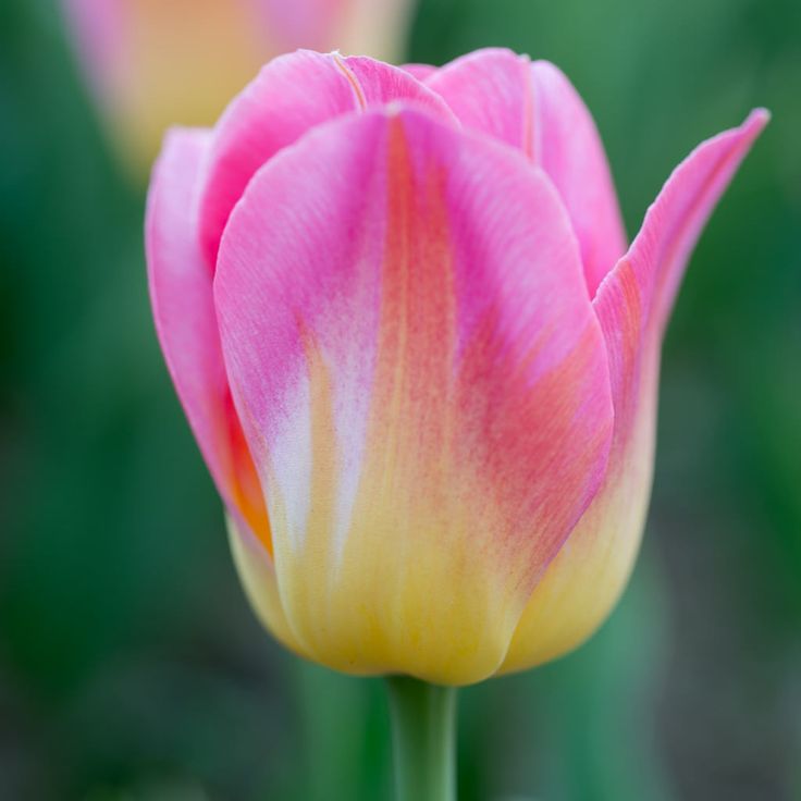 Yellow Pink flower seeds