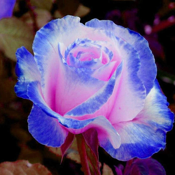 Pink Blue flower seeds