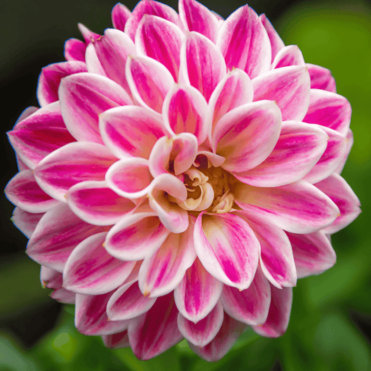 Zinnia White flower seeds