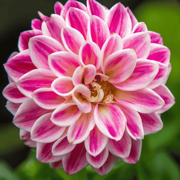 Zinnia White flower seeds
