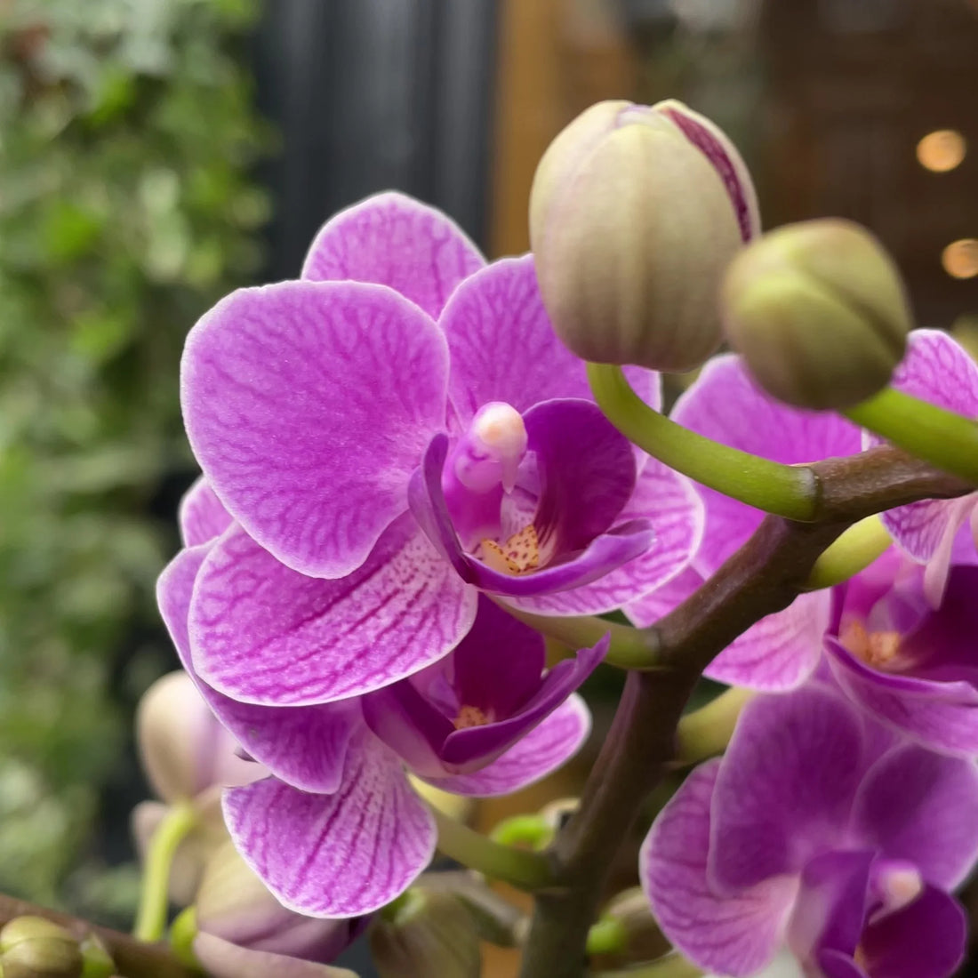 Violet Phalaenopsis flower seeds