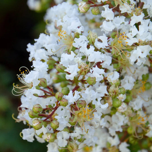 White Crape flower seeds