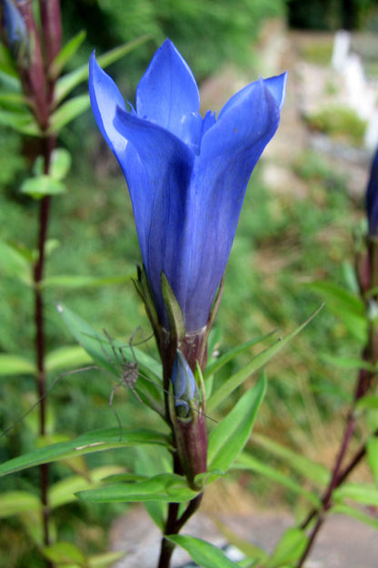 Blue Gentiana flower seeds