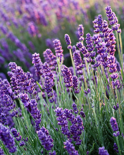 Lavender Angustifolia Flower Seeds for Planting – Heirloom Non-GMO Garden Seeds
