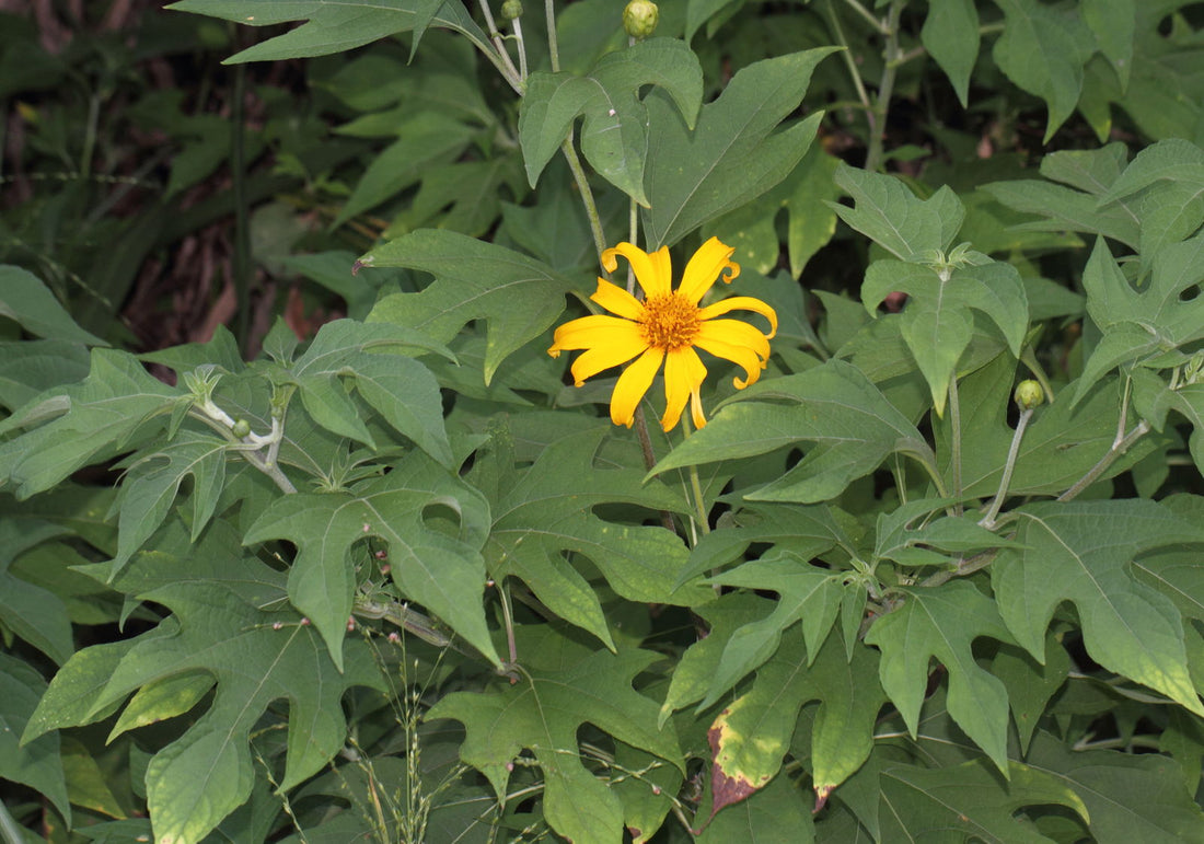 Tithonia Diversifolia flower seeds