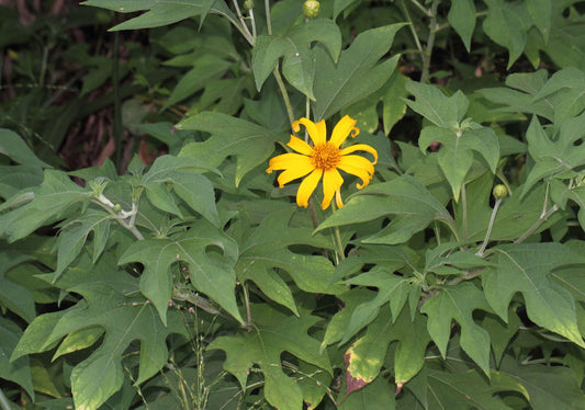Tithonia Diversifolia flower seeds