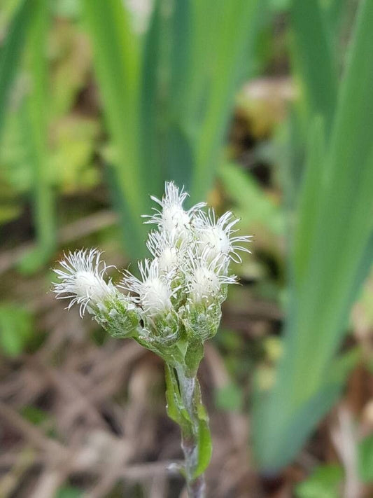 Unknown flower seeds