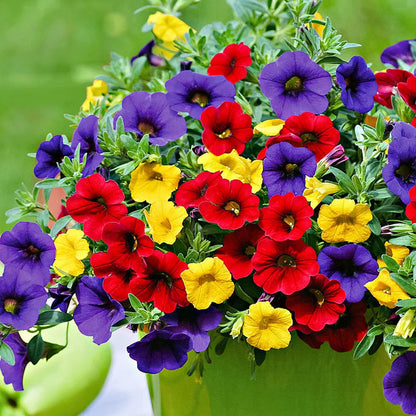 Calibrachoa And flower seeds