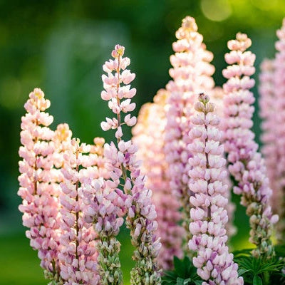 Baby Pink Lupine plant