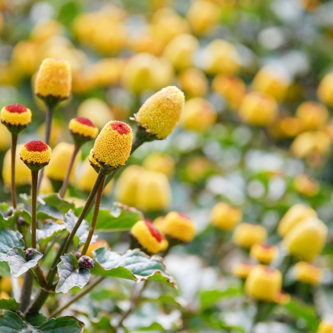 Spilanthes flower seeds