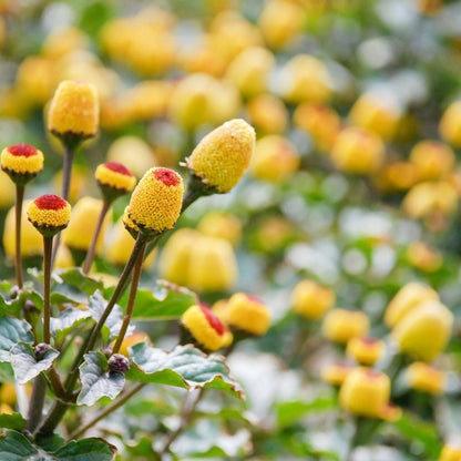 Spilanthes flower seeds