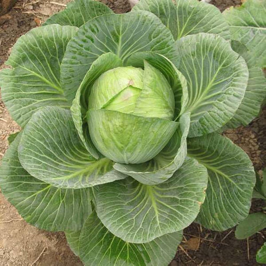 Brassica Seeds