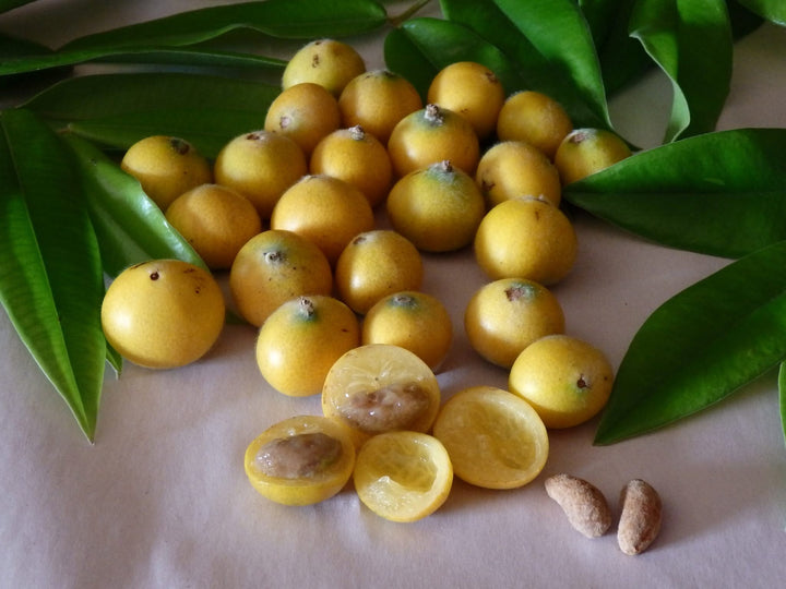 Yellow jaboticaba fruit growing on a tropical tree with glossy green leaves, showcasing its distinctive yellow fruits and ornamental foliage.