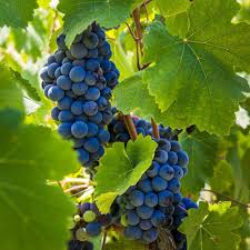cabernet sauvignon grape seeds