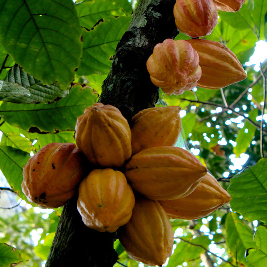 cacao fruit seeds