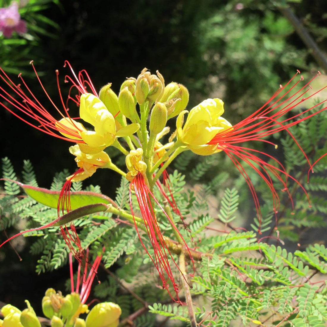 Caesalpinia Gilliesii flower seeds