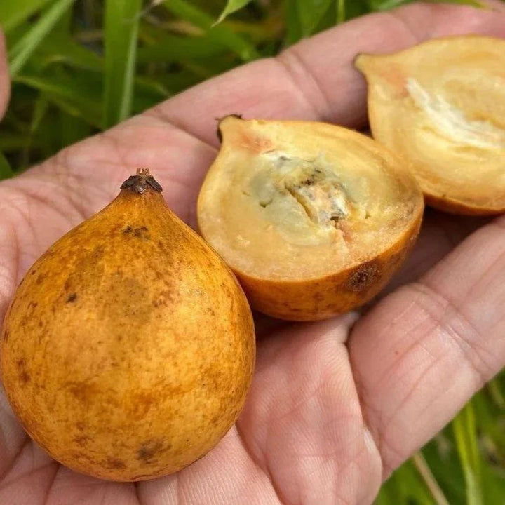 star apple seeds