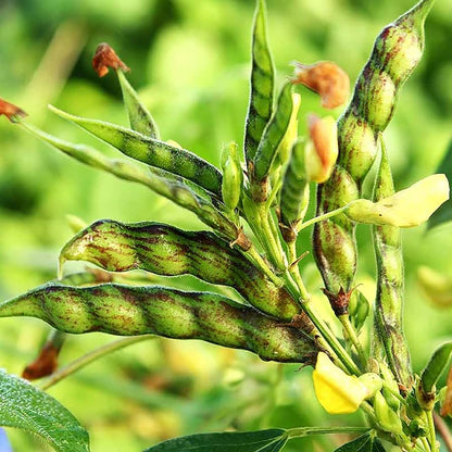 Cajanus Cajan Pigeon Pea Seeds