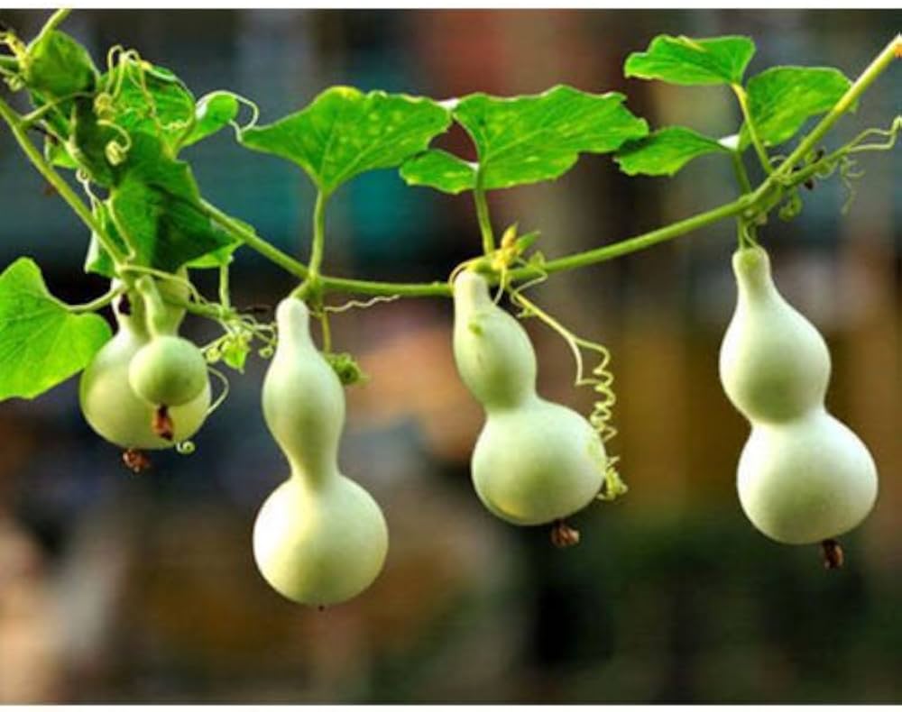 Calabash Long Squash Seeds