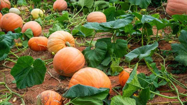 Calabaza Cabello Pumpkin Seeds