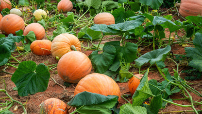 Calabaza Cabello Pumpkin Seeds