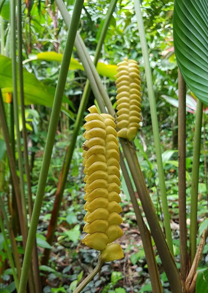 Yellow Calathea Crotalifera Plant Seeds for Planting