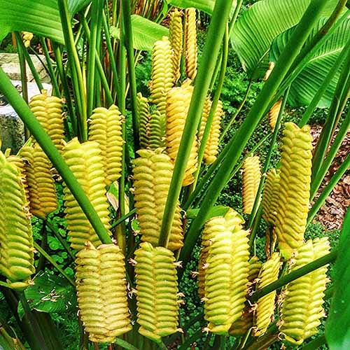 Yellow Calathea Crotalifera Plant Seeds for Planting