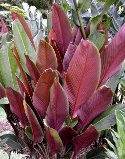 Brown Calathea Lutea plant with large green leaves and reddish-brown flower bracts