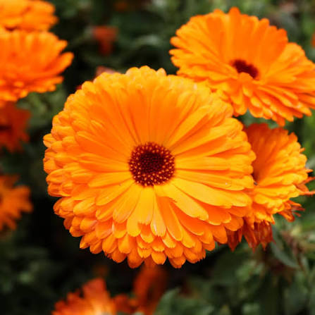 Calendula Officinalis Flower Garden Display