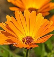Calendula Officinalis Flowers Blooming in Home Garden