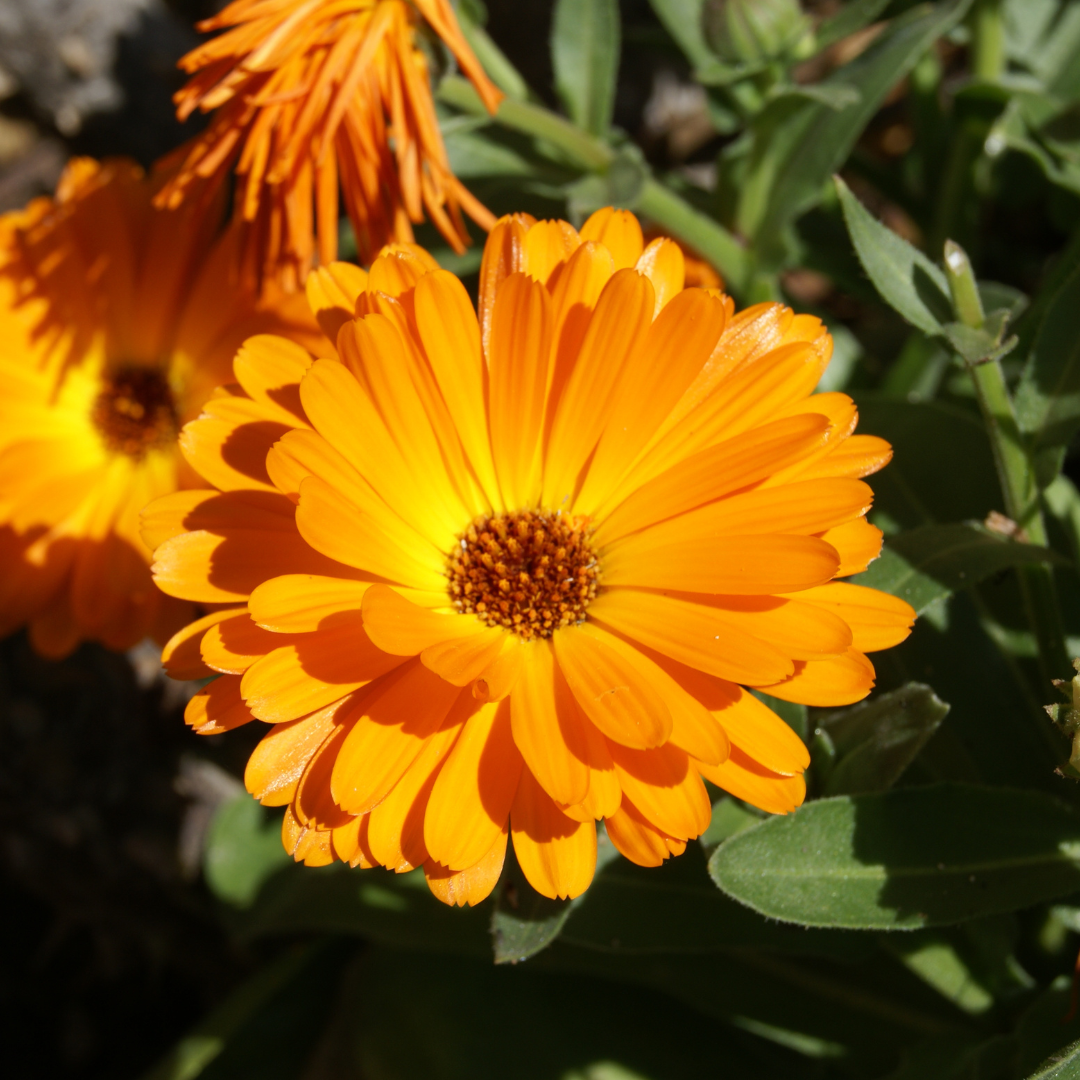 Calendula Marigold flower seeds