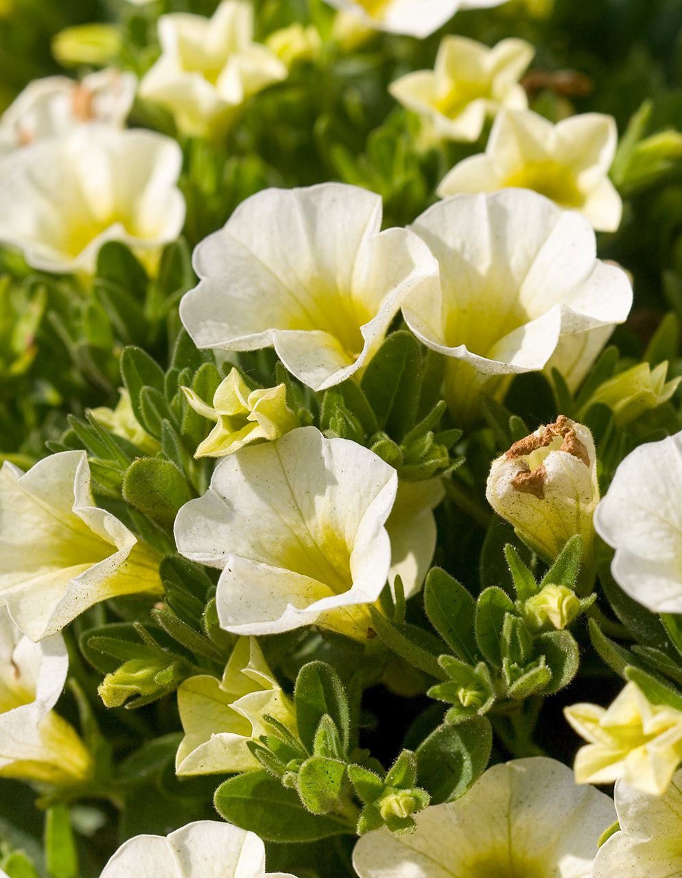 White Yellow flower seeds