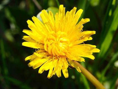 California Dandelion (Taraxacum californicum) native wildflower with yellow flower heads and green basal foliage.
