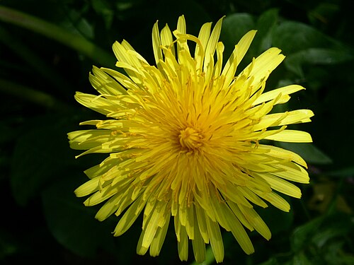 California Dandelion (Taraxacum californicum) native wildflower with yellow flower heads and green basal foliage.