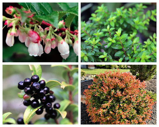 california huckleberry seeds