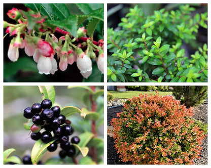 california huckleberry seeds