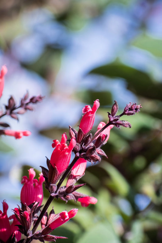 California Hummingbird Sage Herb Seeds for Planting – Heirloom Non-GMO Garden Seeds