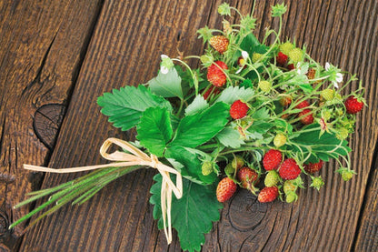 California Woodland Strawberry Fragaria vesca Fruit Seeds for Planting – Heirloom Non-GMO Garden Seeds