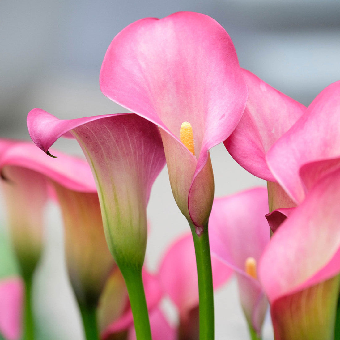 Perennial Calla flower seeds