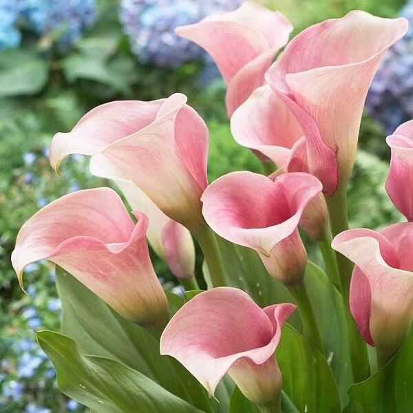 lily Light Pink plant