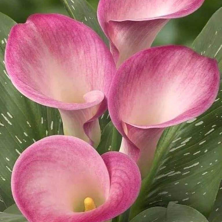 lily Light Pink plant