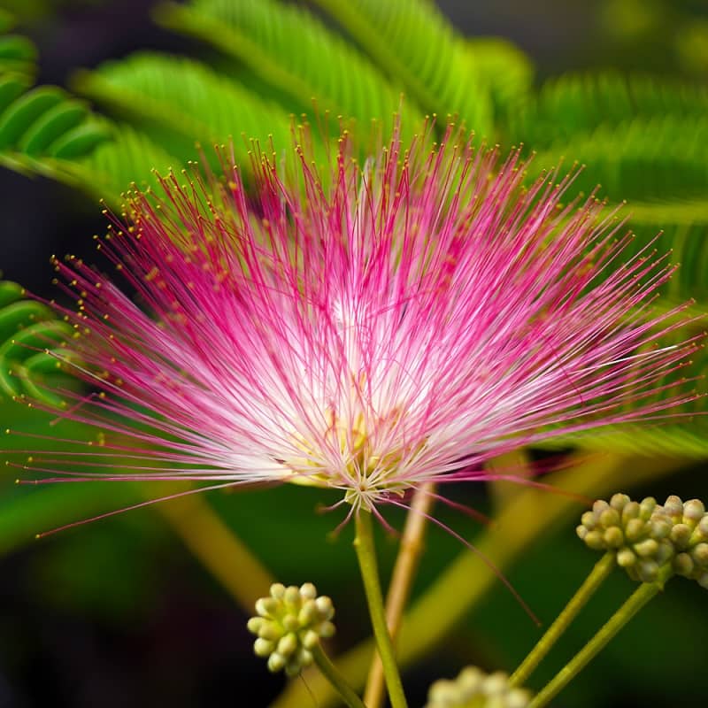 Calliandra flower seeds